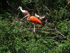 101PARC AUX OISEAUX DANS L AIN 2016 3_000013